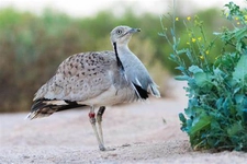 Hubara Türleri ve Özellikleri Hubara Türleri ve Özellikleri