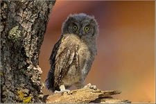 İshak Kuşu Türleri ve Özellikleri İshak Kuşu Türleri ve Özellikleri