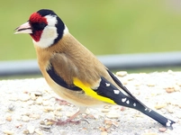 Saka Kuşu Türleri ve Özellikleri Saka Kuşu Türleri ve Özellikleri