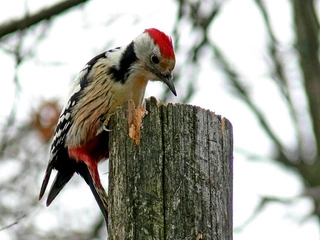 Ağaçkakan Türleri ve Özellikleri