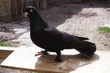 Arap Güvercininde Yumurtlama Arap Güvercininde Yumurtlama