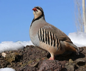 Keklik Türleri ve Özellikleri Keklik Türleri ve Özellikleri