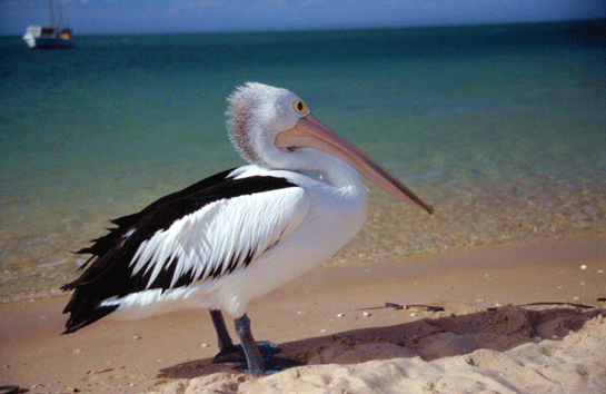 Pelikan Kus Turleri Ve Ozellikleri